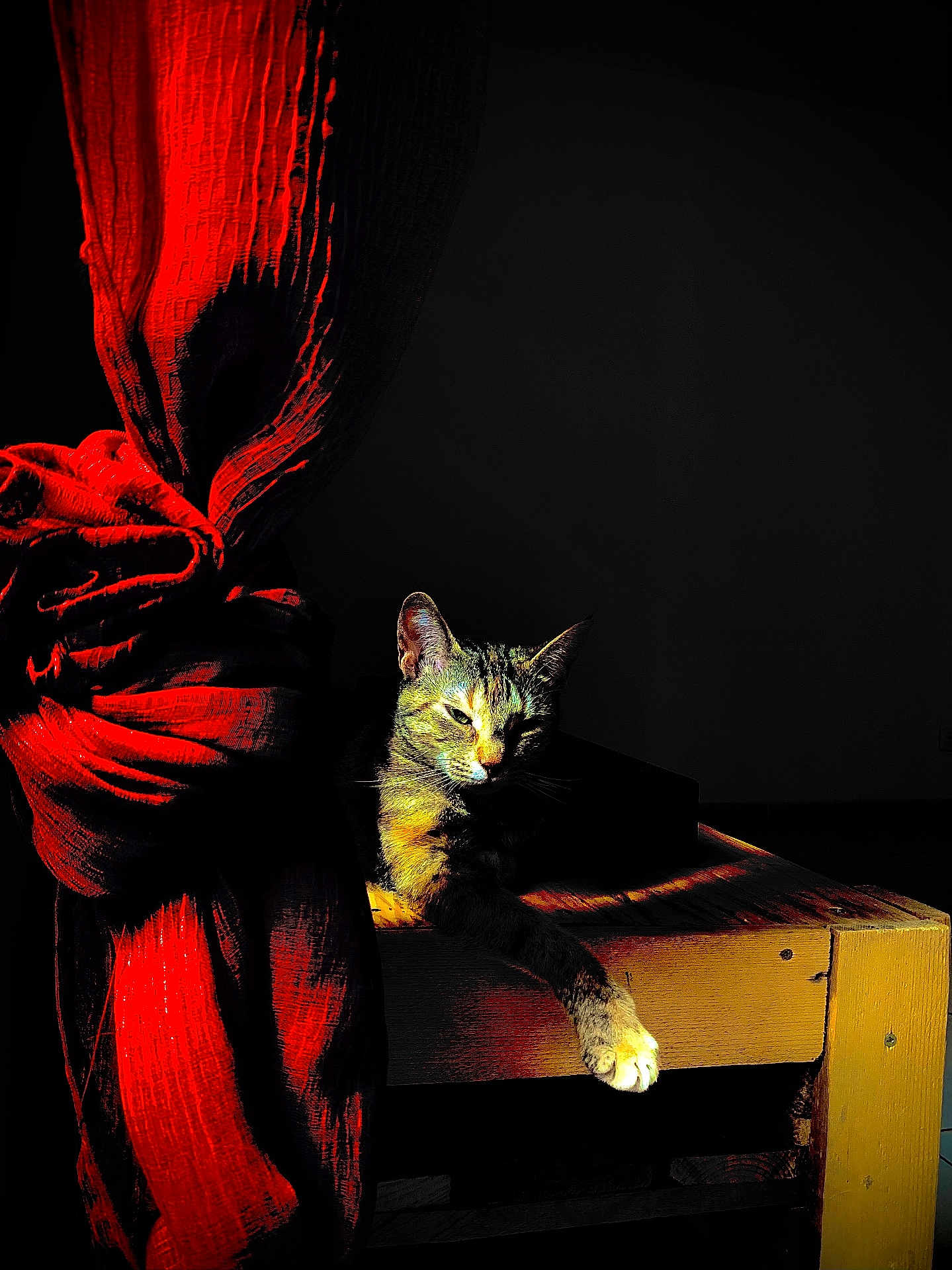 Meiko participe au concours pour gagner de l'argent avec cette photo : cat, tabby, bench, wood, red_curtain, sunlight, shadow, indoor, relaxed, feline, texture, knot, contrast, dark_background, resting, paw, animal, pet, light, cozy
