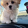 Lady Kush Legacy joined the competition — help win amazing prizes! puppy, dog, fluffy, cute, dashboard, car_interior, sunlight, blue_sky, outdoor, pet, small_dog, curious, fur, animal, window, steering_wheel, closeup, portrait, young, adorable