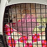 Lady Kush Legacy is registered to the contest to win money with this photo: dog, pet_carrier, blanket, sleeping, indoor, cage, colorful, plush, resting, cute, animal, cozy, fur, comfort, home, napping, soft, pink, patterned, small