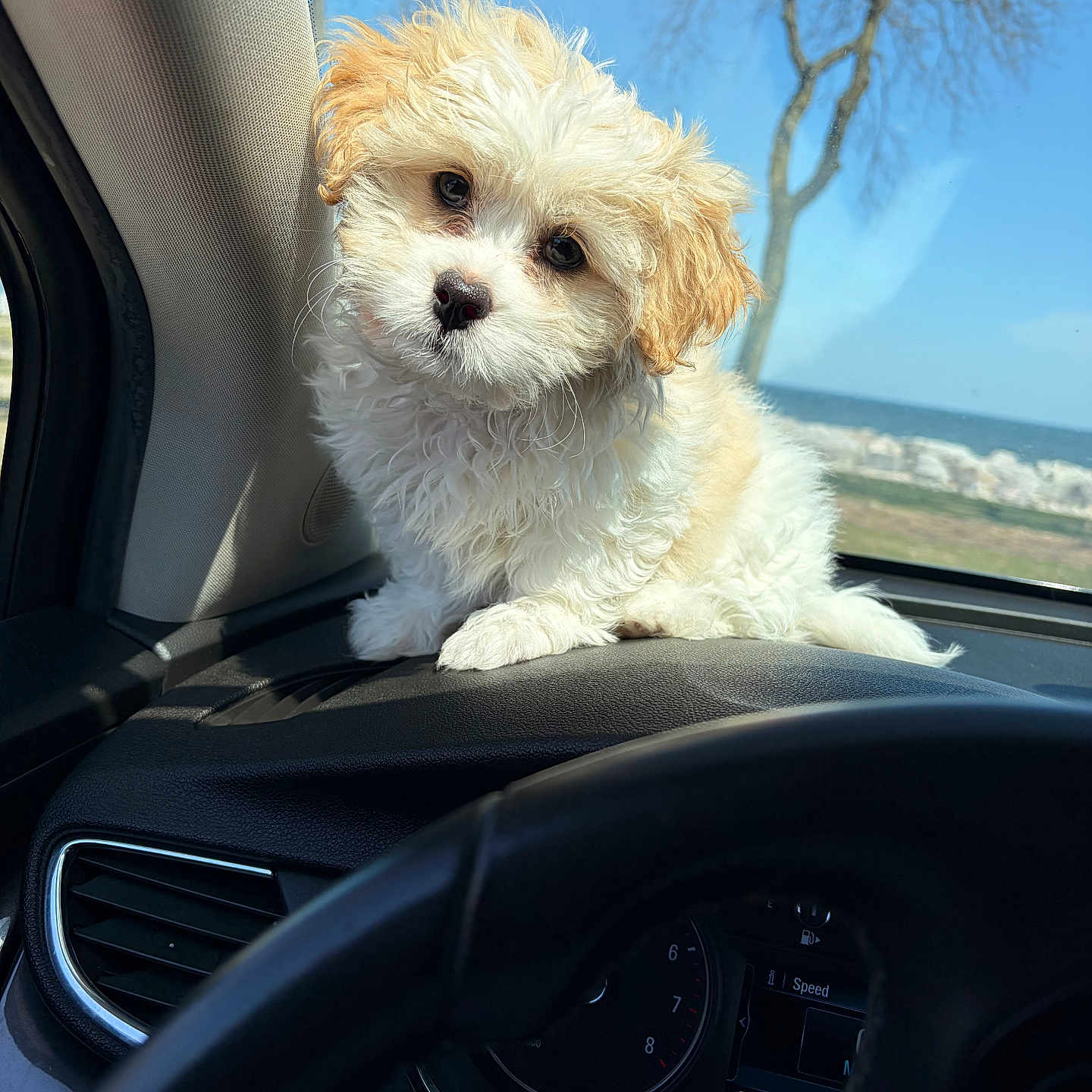 Lady Kush Legacy is registered to the contest to win money with this photo: puppy, dog, car, dashboard, window, sky, tree, pet, cute, fluffy, animal, inside, vehicle, curious, fur, sitting, daylight, nature, outdoor, companion