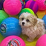 puppy, dog, ball, colorful, toy, playful, cute, fluffy, small, pet, indoor, yellow, pink, blue, green, orange, purple, fun, curious, candy