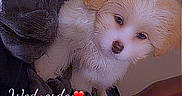 Lady Kush Legacy joined the competition — help win amazing prizes! puppy, dog, fluffy, indoor, blanket, fabric, curious, cute, pet, animal, young, cozy, soft_lighting, brown, white, small, face, fur, early_morning, timestamp