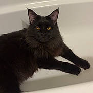 Enzo is registered to the contest to win money with this photo: animal, bathtub, black_cat, cat, domestic_cat, ears, feline, fur, home, indoor, laying_down, long_fur, looking_at_camera, mammal, pet, quiet, relaxed, resting, whiskers, yellow_eyes