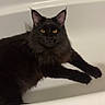 animal, bathtub, black_cat, cat, domestic_cat, ears, feline, fur, home, indoor, laying_down, long_fur, looking_at_camera, mammal, pet, quiet, relaxed, resting, whiskers, yellow_eyes