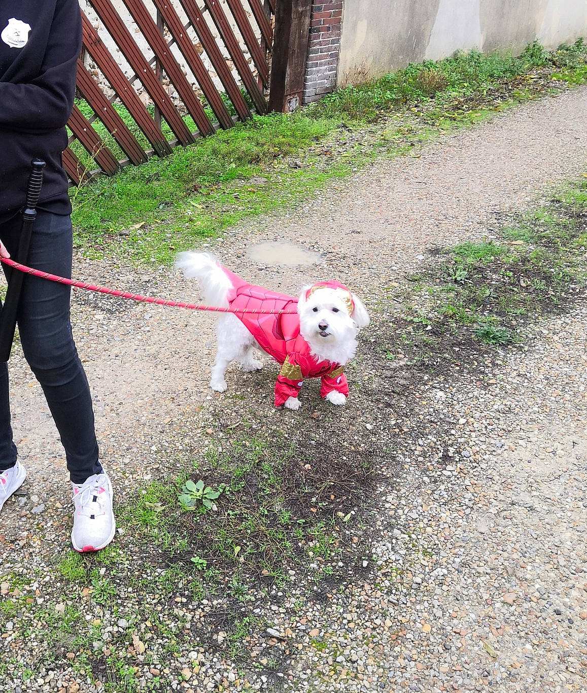 Snickers a rejoint le concours — aidez-le/la à gagner de superbes lots ! bichon, canidae, carnivore, companion_dog, dog, dog_breed, dog_walking, grass, lawn, leash, maltese, non_sporting_group, obedience_training, sporting_group, yard