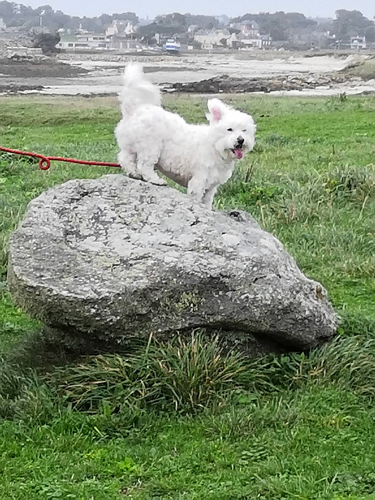 Snickers participe au concours pour gagner de l'argent avec cette photo : canidae, carnivore, dog, grass, pasture, sheep, terrier, west_highland_white_terrier