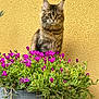 Yara participe au concours pour gagner de l'argent avec cette photo : cat, tabby, fluffy, flower_pot, purple_flowers, greenery, yellow_wall, outdoor, plant, pet, animal, nature, feline, portrait, sitting, curious, whiskers, ears, domestic_cat, closeup