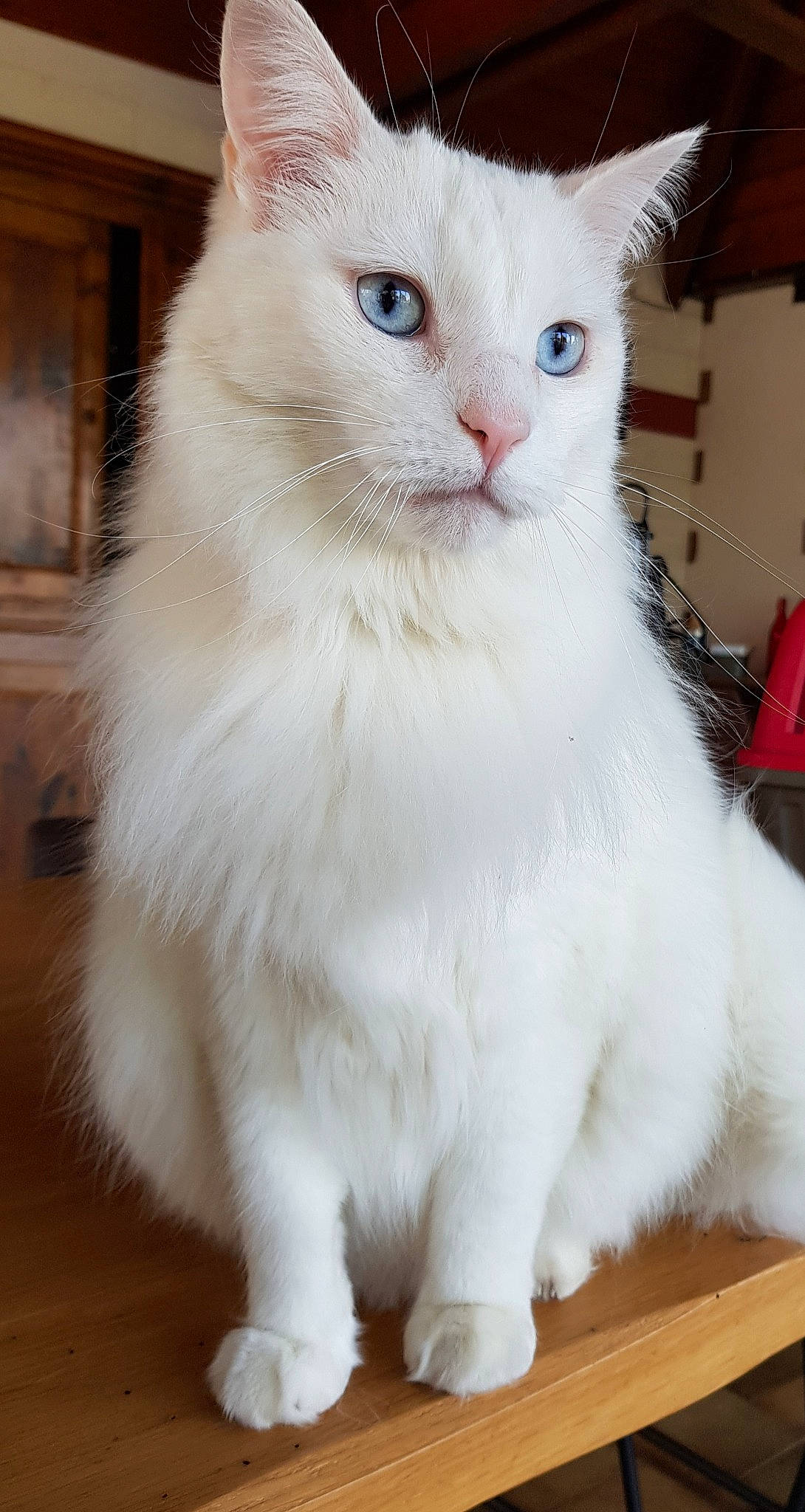 Coton participe au concours pour gagner de l'argent avec cette photo : carnivore, cat, domestic_short_haired_cat, fawn, felidae, fur, hardwood, paw, small_to_medium_sized_cats, snout, tail, terrestrial_animal, whiskers