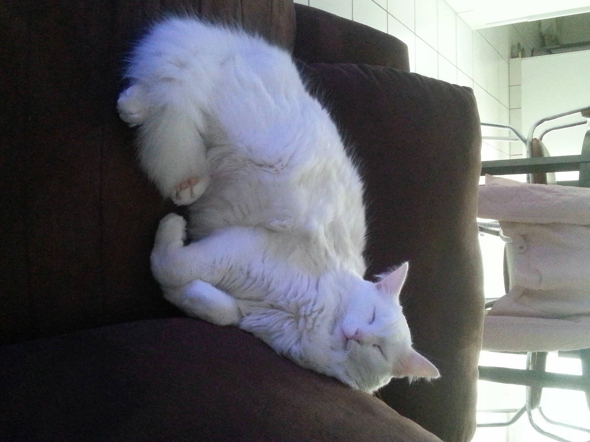 Coton participe au concours pour gagner de l'argent avec cette photo : bedding, carnivore, cat, cat_supply, comfort, companion_dog, couch, domestic_short_haired_cat, fawn, felidae, flooring, foot, fur, linens, nap, paw, small_to_medium_sized_cats, snout, tail, whiskers