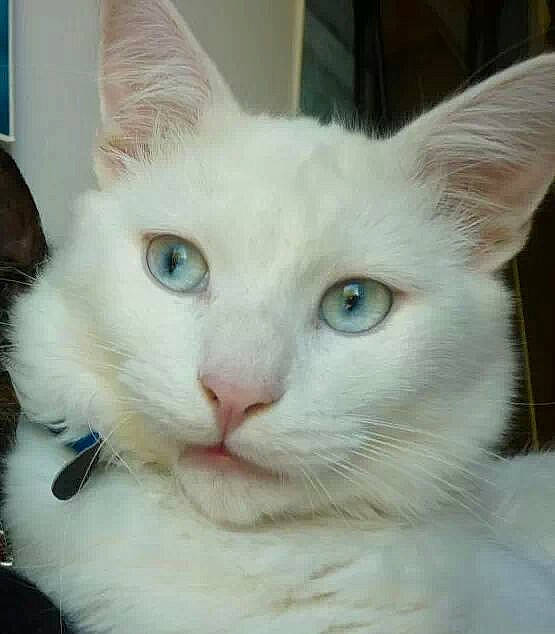 Coton participe au concours pour gagner de l'argent avec cette photo : carnivore, cat, domestic_short_haired_cat, ear, eyebrow, felidae, fur, jaw, mammal, no_expression, nose, small_to_medium_sized_cats, snout, tail, whiskers, window