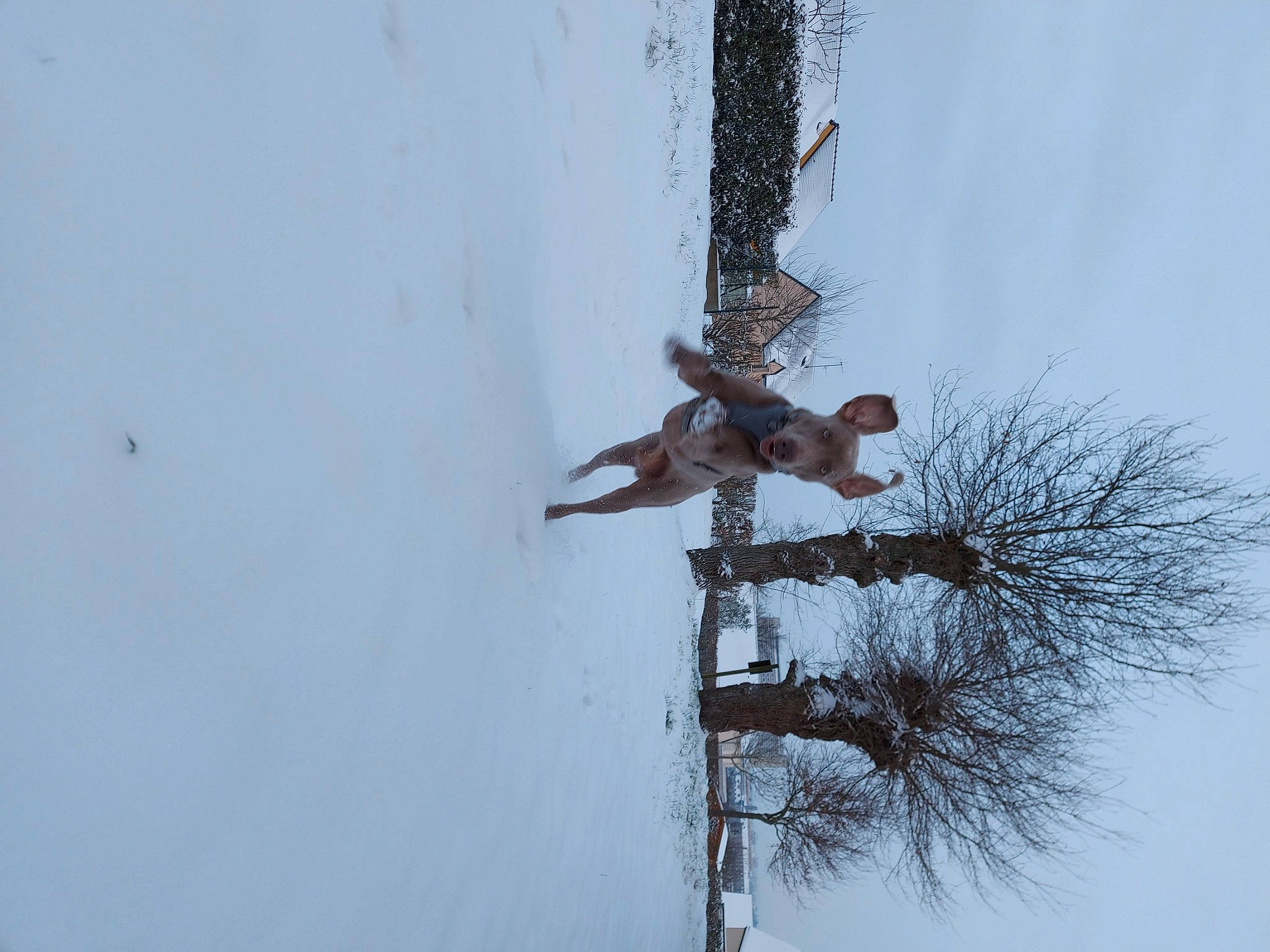 Rock a rejoint le concours — aidez-le/la à gagner de superbes lots ! electricity, freezing, frost, fun, plant, pole, recreation, reflection, sky, slope, snow, sports_equipment, street_light, tree, twig, water, window, winter, wire, wood