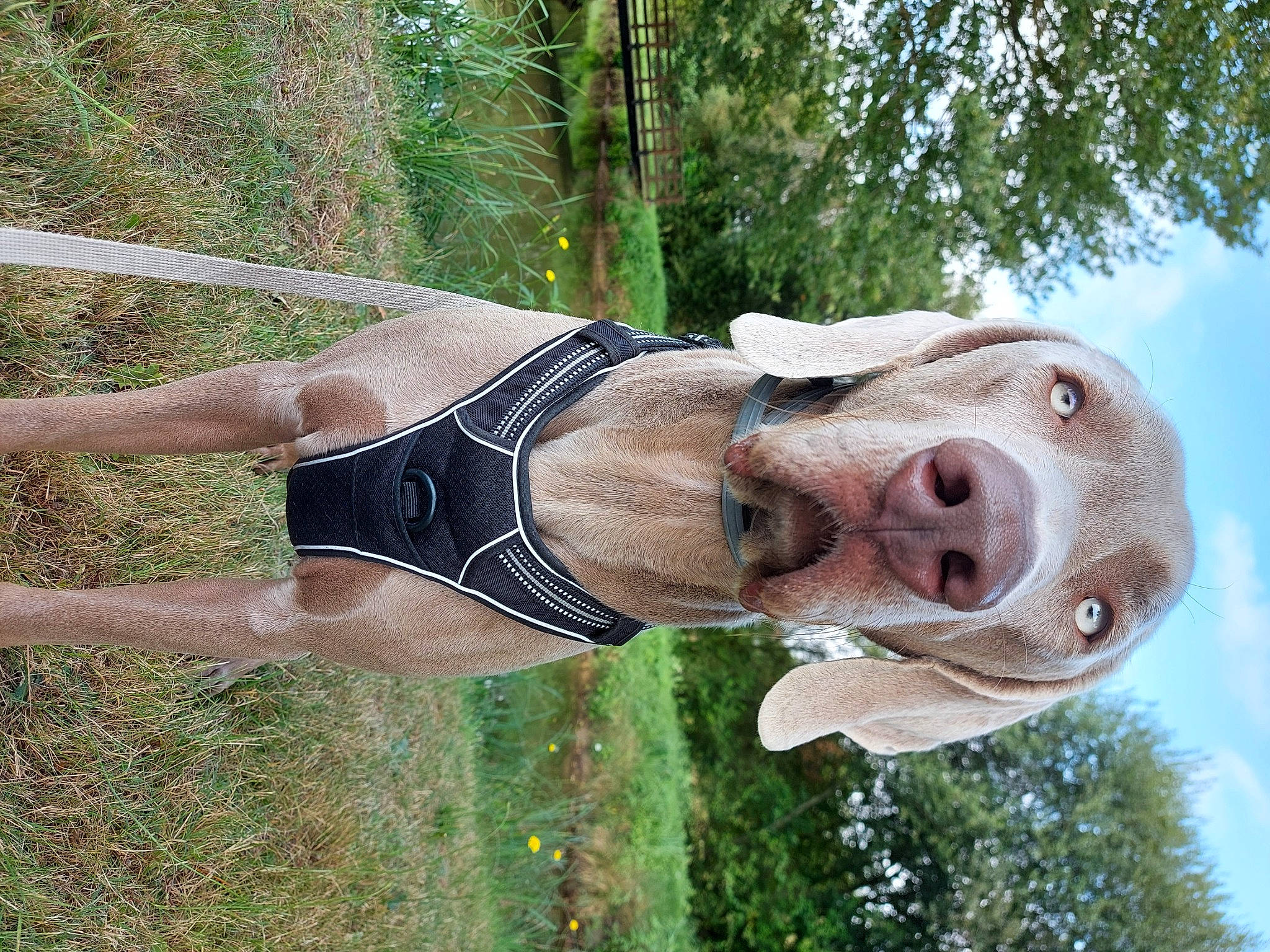 Rock participe au concours pour gagner de l'argent avec cette photo : art, cloud, elbow, eye, fawn, grass, human_leg, jaw, lawn_ornament, liver, plant, sculpture, sky, snout, statue, thigh, tree, trunk, wood, working_animal