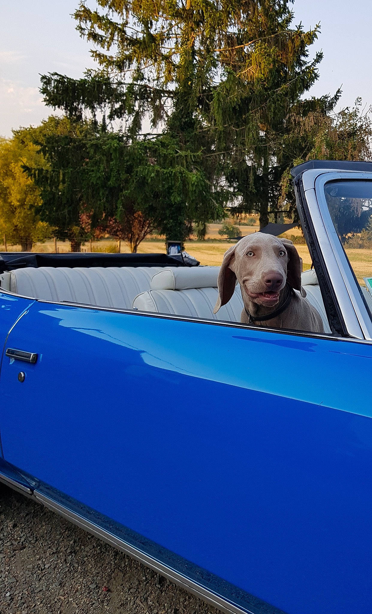 Rock participe au concours pour gagner de l'argent avec cette photo : asphalt, automotive_design, automotive_exterior, automotive_mirror, azure, blue, bumper, carnivore, companion_dog, daytime, dog, hood, leisure, motor_vehicle, shade, sky, tints_and_shades, tree, vehicle, vehicle_door
