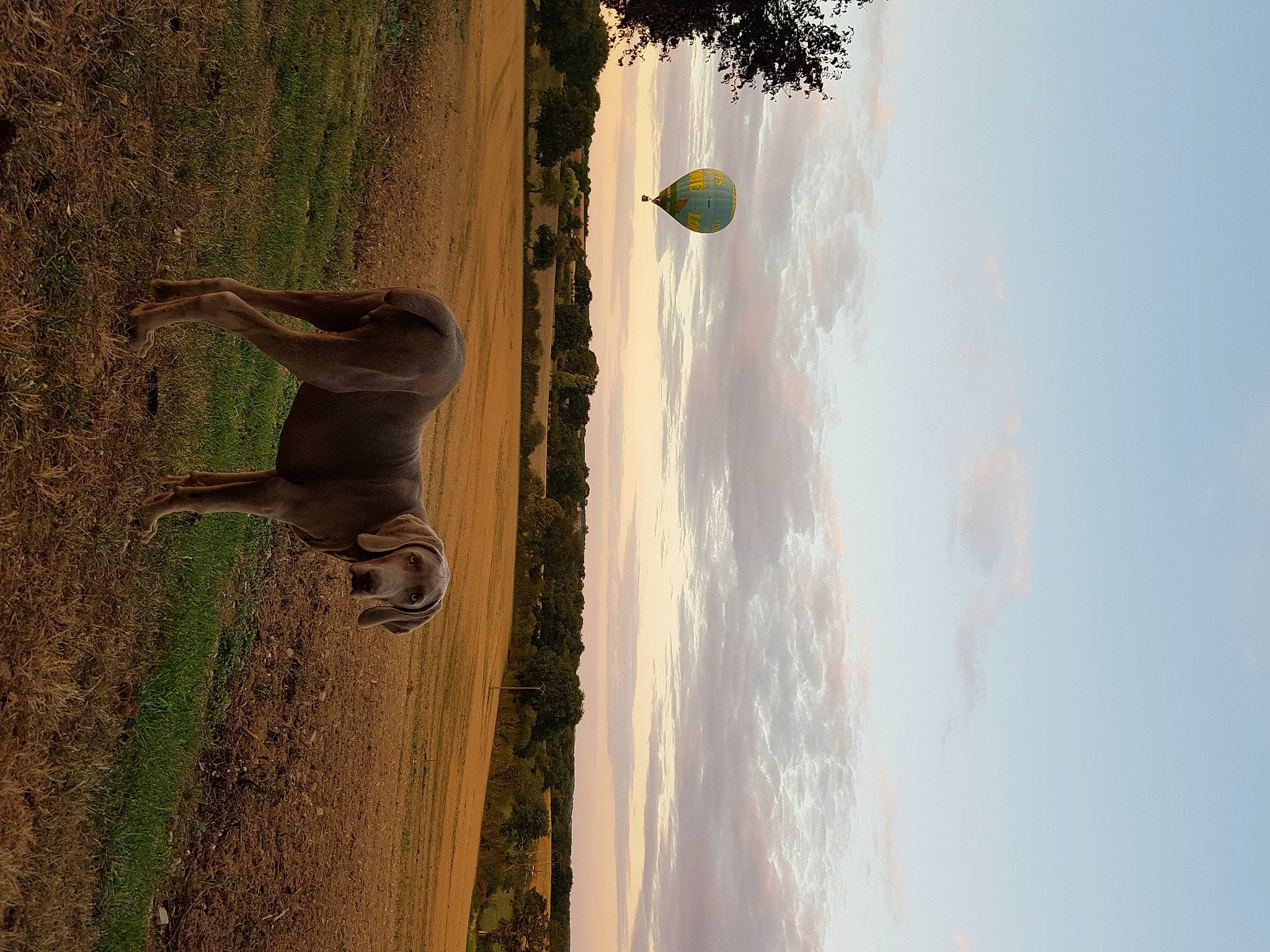 Rock participe au concours pour gagner de l'argent avec cette photo : asphalt, cloud, extreme_sport, grass, landscape, leaf, plant, reflection, shadow, sky, soil, sunlight, tail, terrestrial_animal, tints_and_shades, tree, trunk, water, wheel, wood