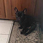 Opie is registered to the contest to win money with this photo: animal, black_dog, calm, companion, curious, cute, dog, domestic, ears_up, floor, french_bulldog, indoor, kitchen, looking_up, pet, rug, sitting, small_dog, tile_floor, wooden_cabinets