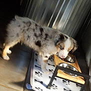 Gus is registered to the contest to win money with this photo: accessories, animal, ball, canine, cat, cockerspaniel, dog, door, football, kitten, papillon, pet, plywood, puppy, soccer, soccerball, sport, sunglasses, window, wood