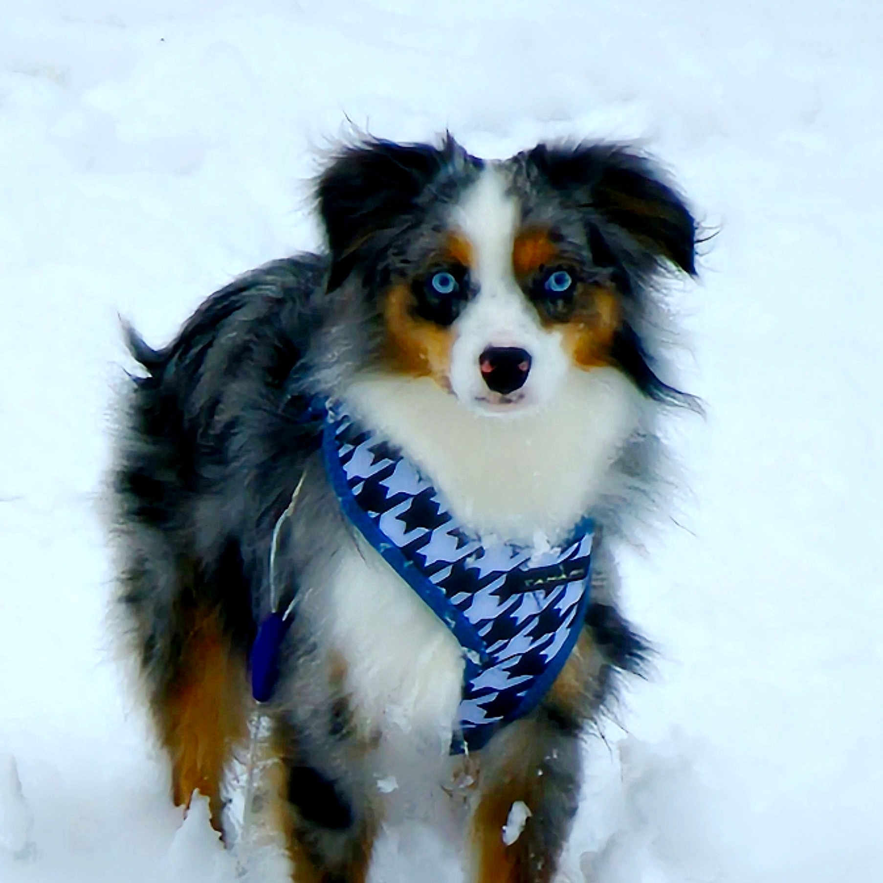 Gus is registered to the contest to win money with this photo: accessories, animal, bandana, canine, clothing, cockerspaniel, collie, dog, eskimodog, headband, leash, nature, outdoors, papillon, pet, puppy, scarf, snow, strap, winter