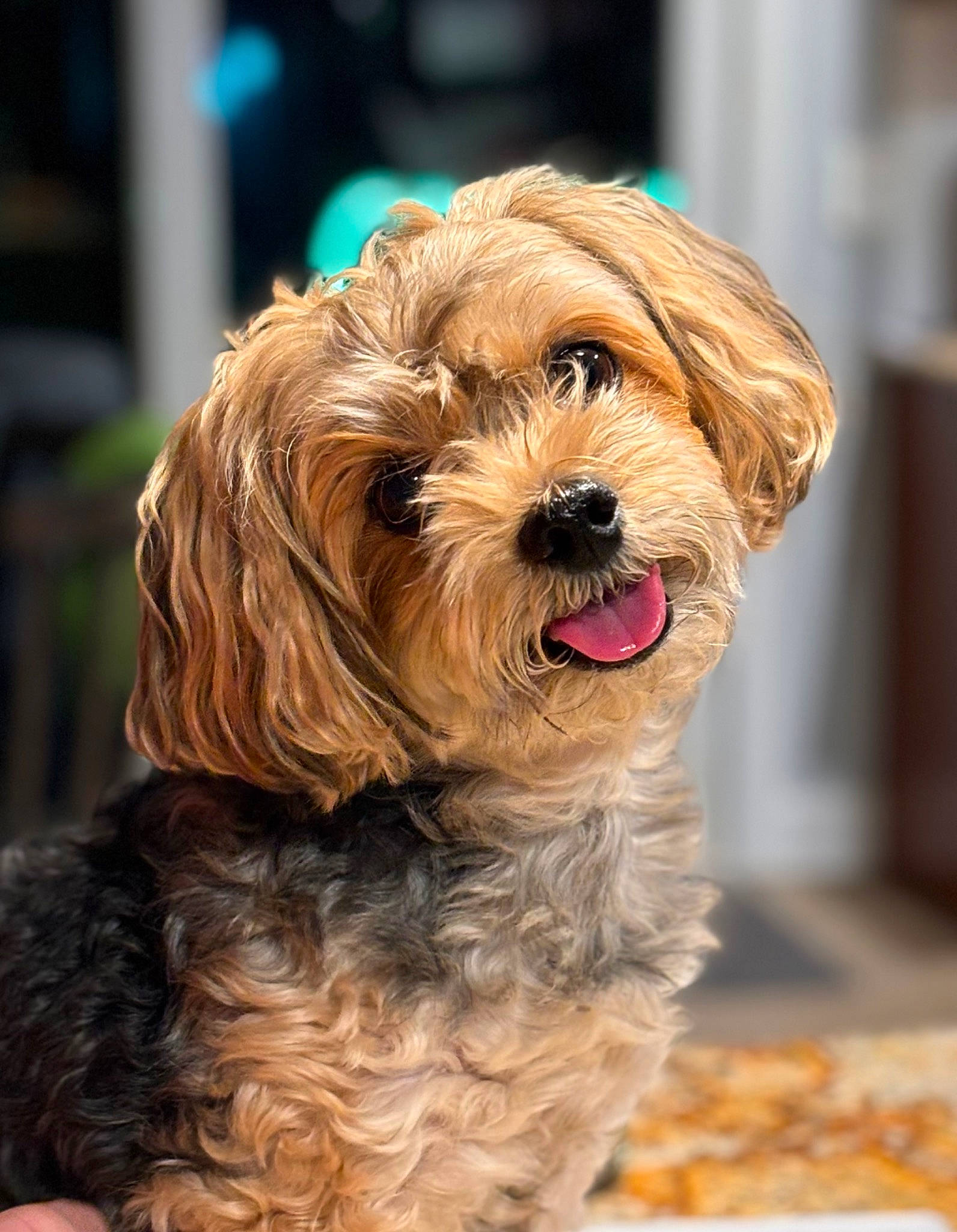 Benji joined the competition — help win amazing prizes! biewer_terrier, canidae, carnivore, companion_dog, dog, dog_breed, fur, liver, maltepoo, puppy, recipe, small_terrier, snout, sporting_group, terrier, toy_dog, water_dog, working_animal, yorkipoo, yorkshire_terrier