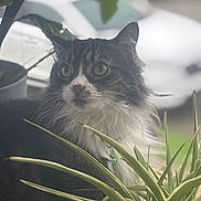 Prissy is registered to the contest to win money with this photo: cat, animal, pet, fluffy, green_plant, outdoor, nature, curious, feline, whiskers, collar, closeup, background_blur, garden, leaf, domestic_cat, portrait, wildlife, soft_light, eye_contact