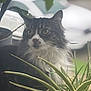 cat, animal, pet, fluffy, green_plant, outdoor, nature, curious, feline, whiskers, collar, closeup, background_blur, garden, leaf, domestic_cat, portrait, wildlife, soft_light, eye_contact