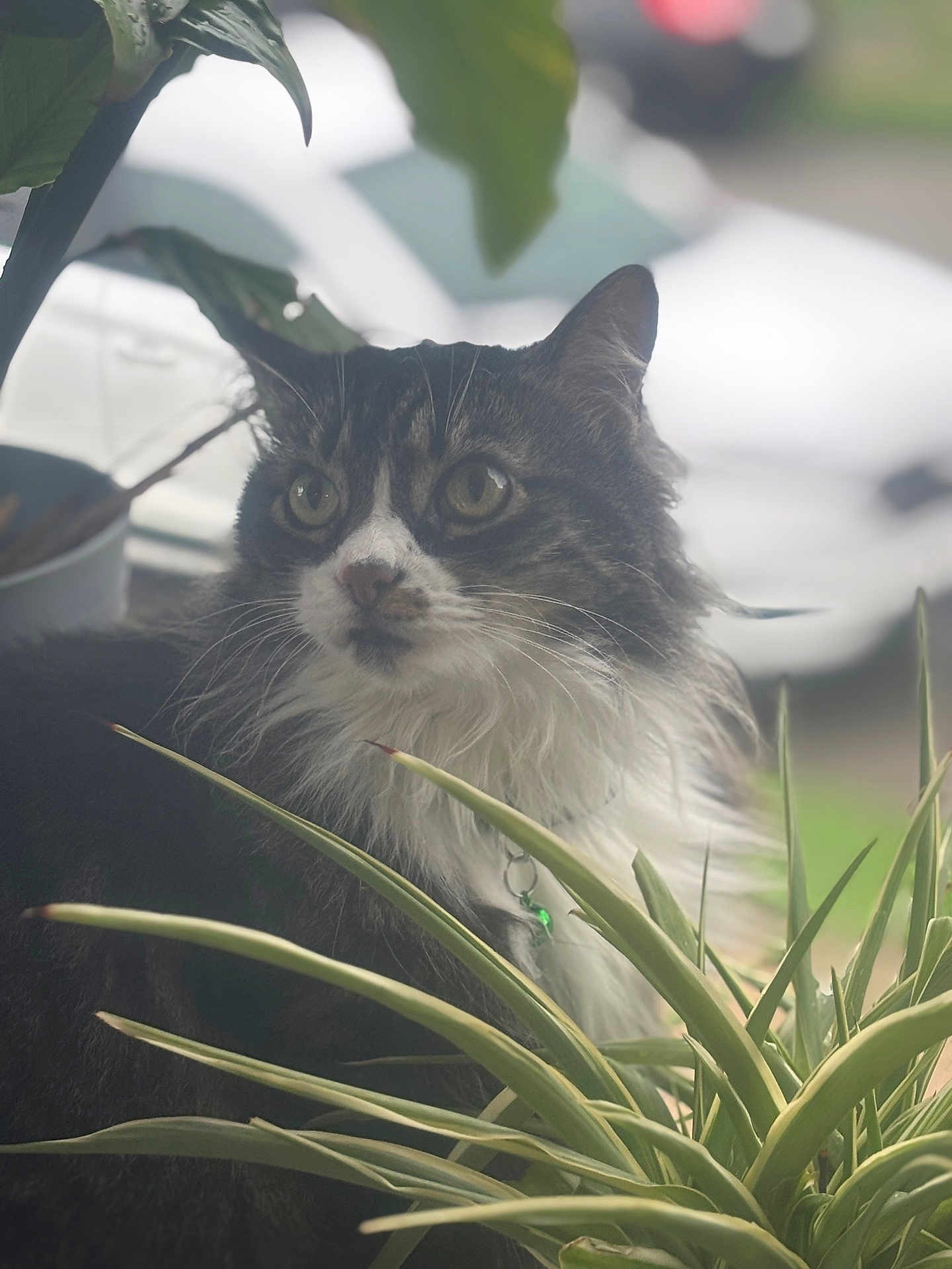 Prissy