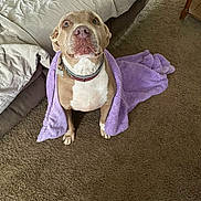Skye joined the competition — help win amazing prizes! animal, bed, blanket, brown, canine, carpet, collar, comfort, cozy, cute, dog, domestic, floor, furniture, indoor, looking_up, pet, purple, resting, white