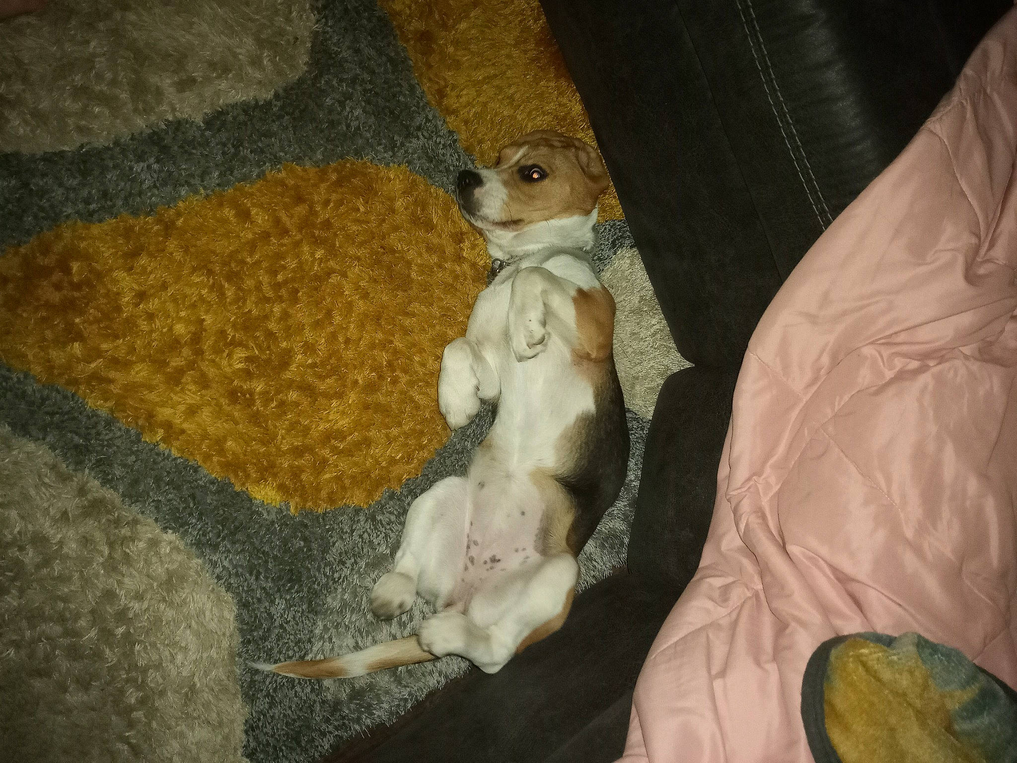 Maeve joined the competition — help win amazing prizes! canidae, carnivore, claw, comfort, companion_dog, dog_breed, fawn, foot, fur, linens, paw, plush, room, snout, stuffed_toy, tail, terrestrial_animal, toy, toy_dog, whiskers