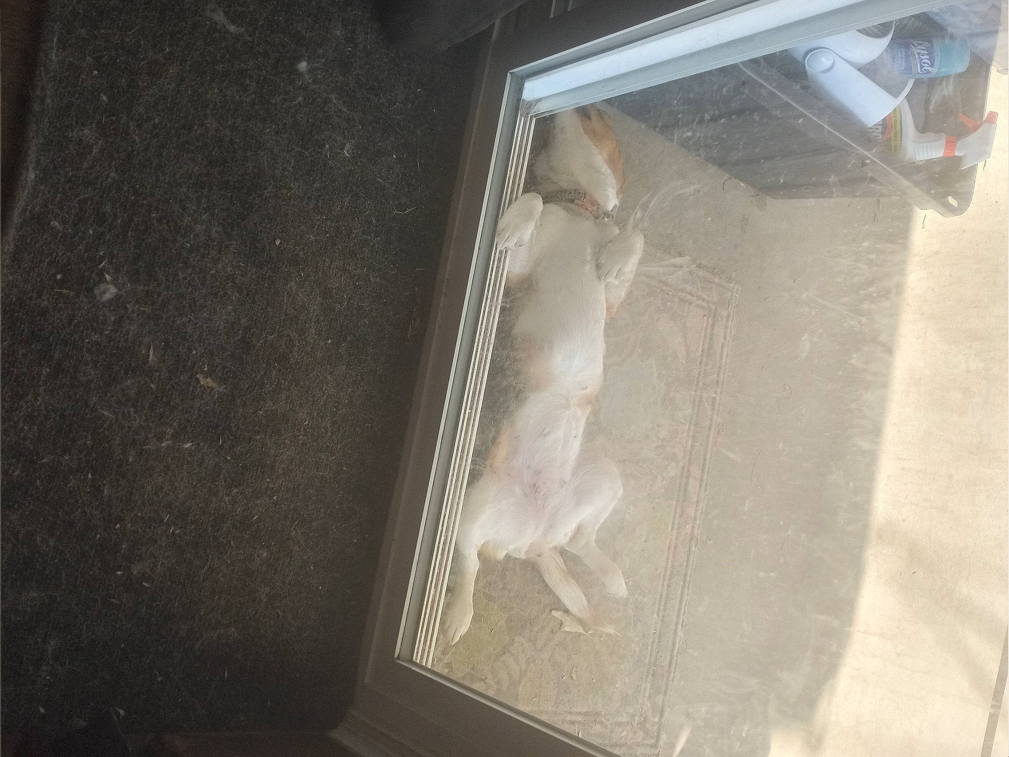 Maeve is registered to the contest to win money with this photo: darkness, felidae, flooring, fur, gas, glass, hardwood, paper, plaster, plastic_bag, room, sash_window, small_to_medium_sized_cats, sporting_group, tail, tints_and_shades, transparent_material, whiskers, window, wood