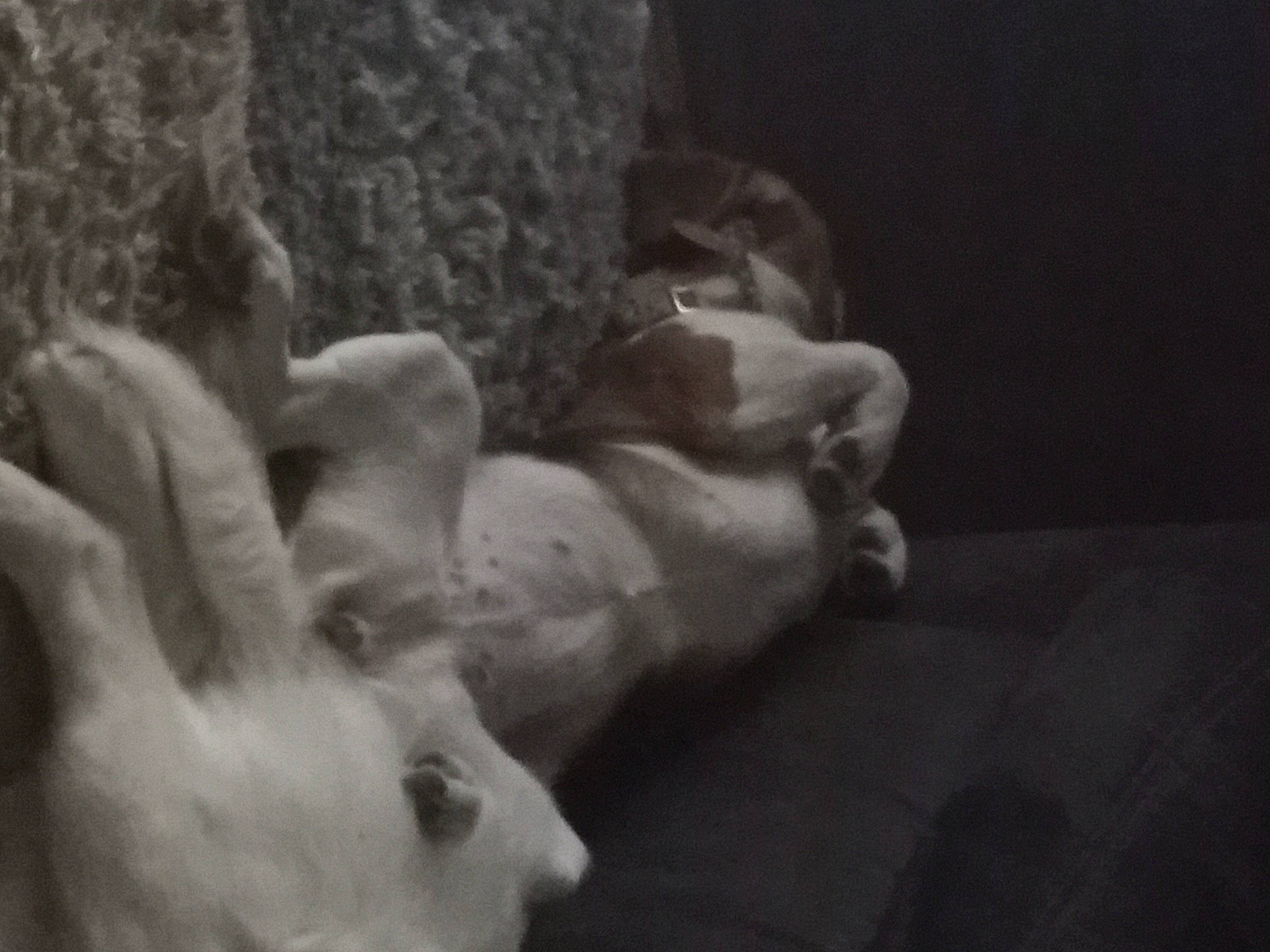 Maeve is registered to the contest to win money with this photo: canidae, carnivore, comfort, companion_dog, darkness, dog_breed, fawn, felidae, fur, grey, monochrome, monochrome_photography, paw, small_to_medium_sized_cats, snout, sporting_group, tail, toy, whiskers, wood