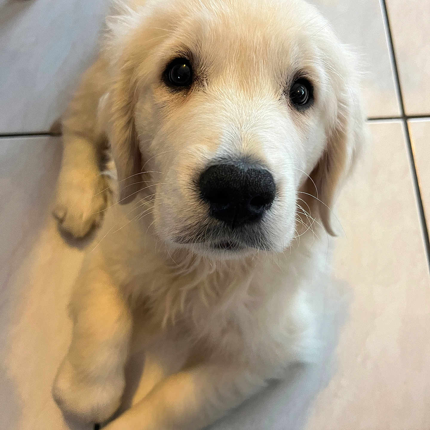 Taïko a rejoint le concours — aidez-le/la à gagner de superbes lots ! animal, canine, cockerspaniel, dog, eskimodog, goldenretriever, labradorretriever, pet, puppy, snout, tile, whitedog