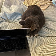 Abbott joined the competition — help win amazing prizes! cat, gray_cat, laptop, bed, striped_bedspread, blanket, furniture, indoor, technology, curious, pet, animal, sleepy, resting, cozy, wooden_dresser, home, computer, keyboard, screen