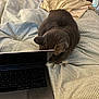 cat, gray_cat, laptop, bed, striped_bedspread, blanket, furniture, indoor, technology, curious, pet, animal, sleepy, resting, cozy, wooden_dresser, home, computer, keyboard, screen