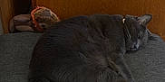 Abbott joined the competition — help win amazing prizes! cat, gray_cat, sleeping, cushion, plush_toy, wooden_wall, indoor, pet, fur, tail, paws, resting, cozy, animal, domestic_cat, feline, relaxation, quiet, soft, cute