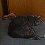 cat, gray_cat, sleeping, cushion, plush_toy, wooden_wall, indoor, pet, fur, tail, paws, resting, cozy, animal, domestic_cat, feline, relaxation, quiet, soft, cute
