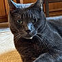 Abbott joined the competition — help win amazing prizes! cat, gray_cat, pet, animal, indoor, carpet, furniture, chair, whiskers, close_up, fur, relaxed, domestic_cat, mammal, cute, portrait, eyes, paw, resting, household