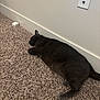 Abbott joined the competition — help win amazing prizes! black_cat, cat, carpet, indoor, sleeping, resting, pet, feline, fur, paw, whiskers, wall, electrical_outlet, baseboard, floor, domestic_animal, animal, cozy, quiet, relaxation