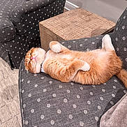 Wade is registered to the contest to win money with this photo: armchair, belly_up, cat, closeup, collar, cozy, furniture, ginger_cat, indoor, living_room, paws, pet, polka_dot, relaxed, rug, sleeping, tail, upholstery, whiskers, wooden_table