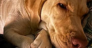 Bubbles is registered to the contest to win money with this photo: animal, bed, canine, closeup, companion, cozy, cute, dog, domestic, ears, fur, indoors, labrador, nose, paw, pet, pillow, relaxed, resting, sleeping