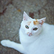 Princess a rejoint le concours — aidez-le/la à gagner de superbes lots ! cat, white_cat, orange_patches, green_eyes, pet, animal, feline, outdoor, stone_surface, texture, closeup, portrait, looking_at_camera, calm, curious, whiskers, ears, nose, lying_down, daylight