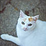 cat, white_cat, orange_patches, green_eyes, pet, animal, feline, outdoor, stone_surface, texture, closeup, portrait, looking_at_camera, calm, curious, whiskers, ears, nose, lying_down, daylight