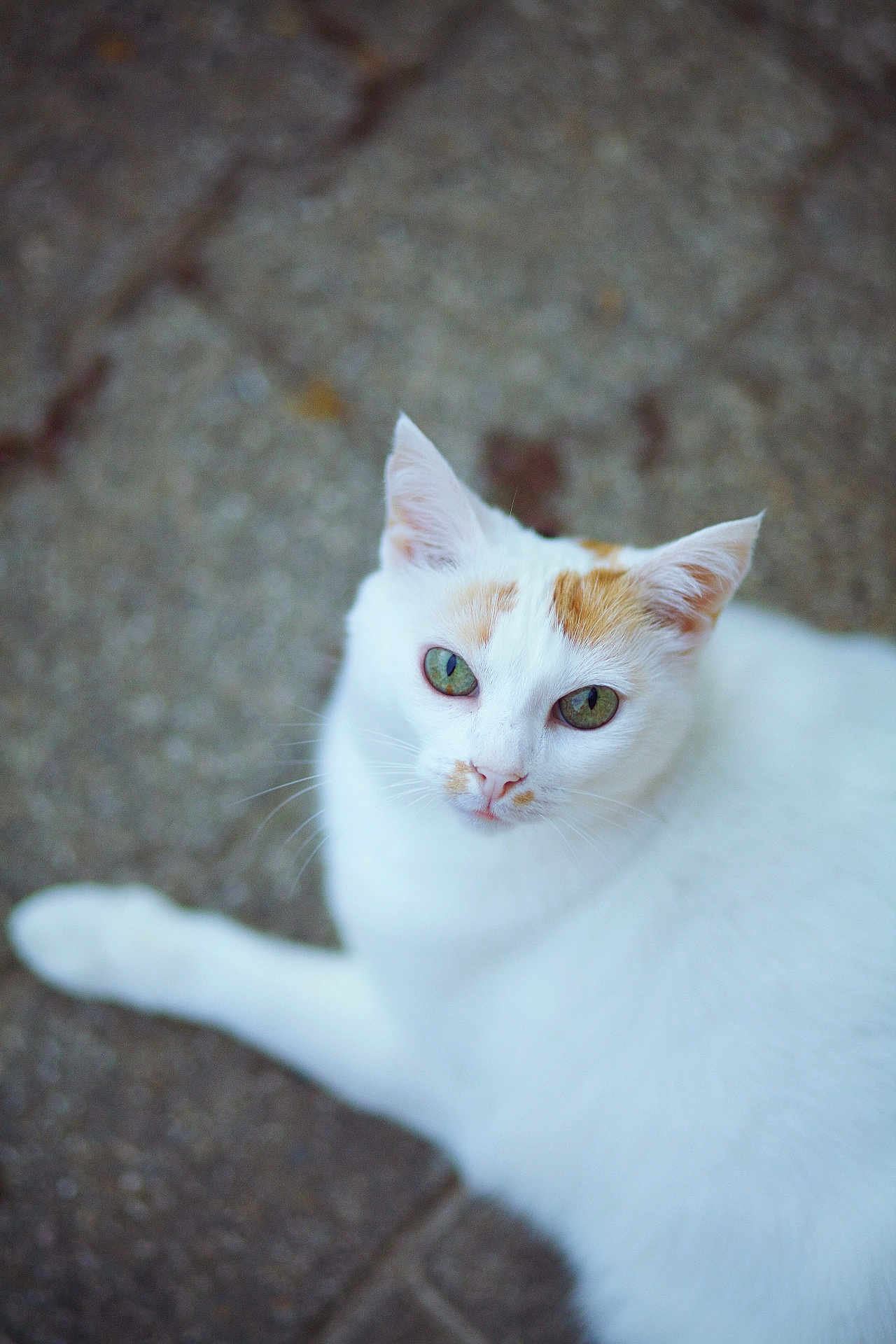Princess a rejoint le concours — aidez-le/la à gagner de superbes lots ! cat, white_cat, orange_patches, green_eyes, pet, animal, feline, outdoor, stone_surface, texture, closeup, portrait, looking_at_camera, calm, curious, whiskers, ears, nose, lying_down, daylight