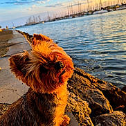 Chipie participe au concours pour gagner de l'argent avec cette photo : dog, sunset, water, harbor, boats, rocks, outdoor, sunlight, pet, canine, nature, sky, clouds, shore, animal, fur, small_dog, sitting, calm, scenic
