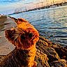 dog, sunset, water, harbor, boats, rocks, outdoor, sunlight, pet, canine, nature, sky, clouds, shore, animal, fur, small_dog, sitting, calm, scenic