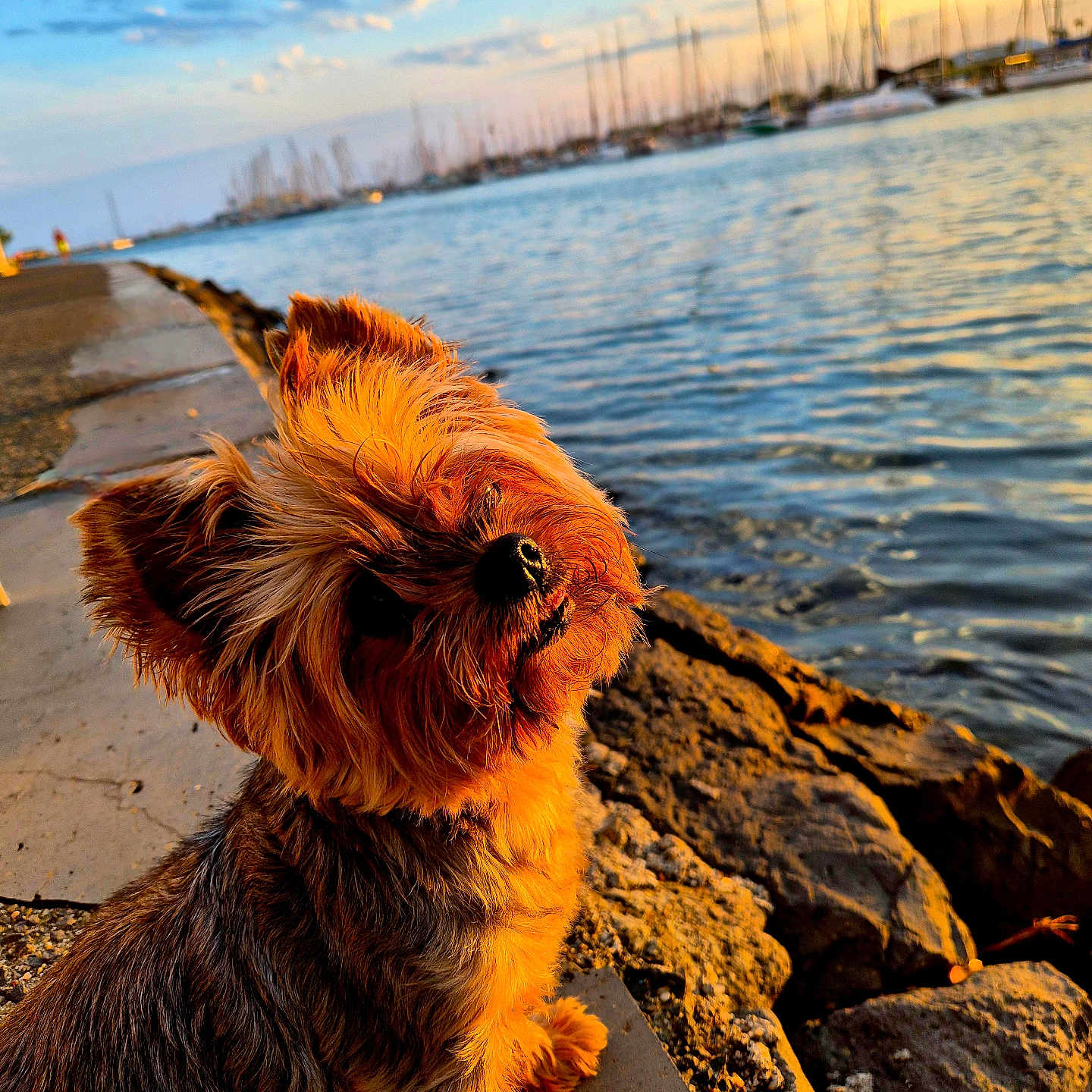 Chipie participe au concours pour gagner de l'argent avec cette photo : dog, sunset, water, harbor, boats, rocks, outdoor, sunlight, pet, canine, nature, sky, clouds, shore, animal, fur, small_dog, sitting, calm, scenic
