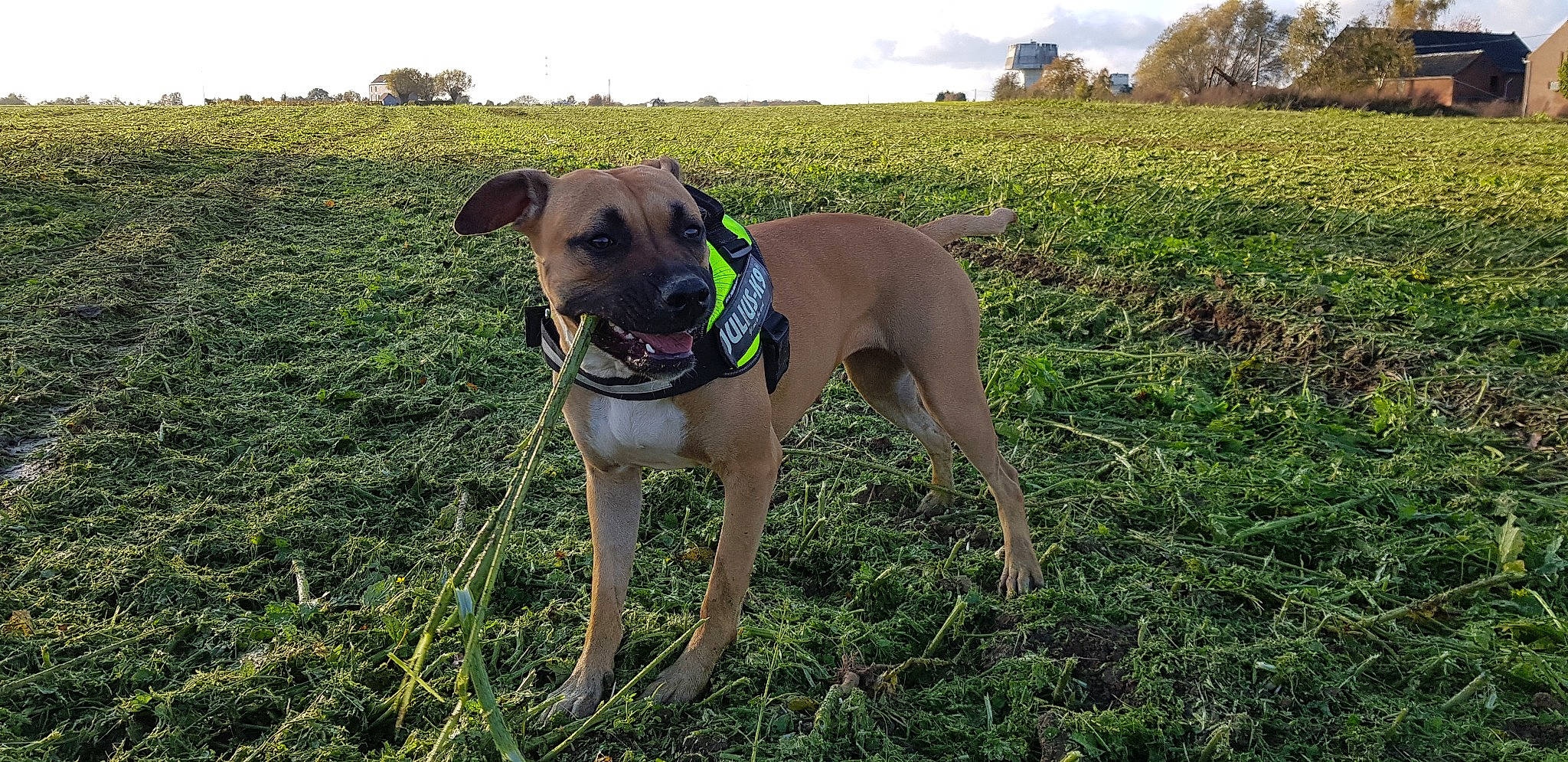 Roxane participe au concours pour gagner de l'argent avec cette photo : american_pit_bull_terrier, american_staffordshire_terrier, black_mouth_cur, canidae, carnivore, companion_dog, dog, dog_breed, fawn, grass, mammal, mountain_cur, non_sporting_group, plant, sporting_group, vertebrate, working_dog