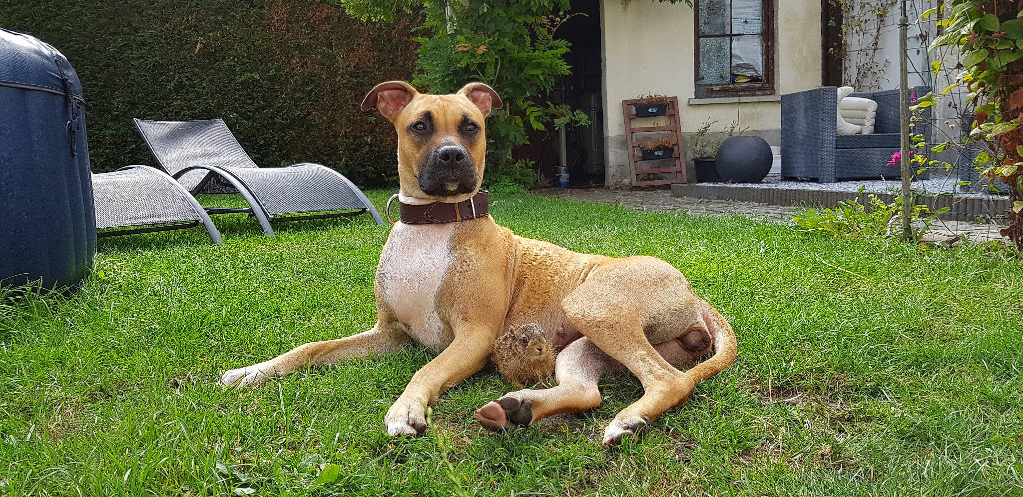 Roxane a rejoint le concours — aidez-le/la à gagner de superbes lots ! alaunt, ancient_dog_breeds, black_mouth_cur, boerboel, bully_kutta, canidae, carnivore, companion_dog, dog, dog_breed, fawn, grass, great_dane, guard_dog, mammal, non_sporting_group, perro_de_presa_mallorquin, rare_breed_dog, sporting_group, vertebrate