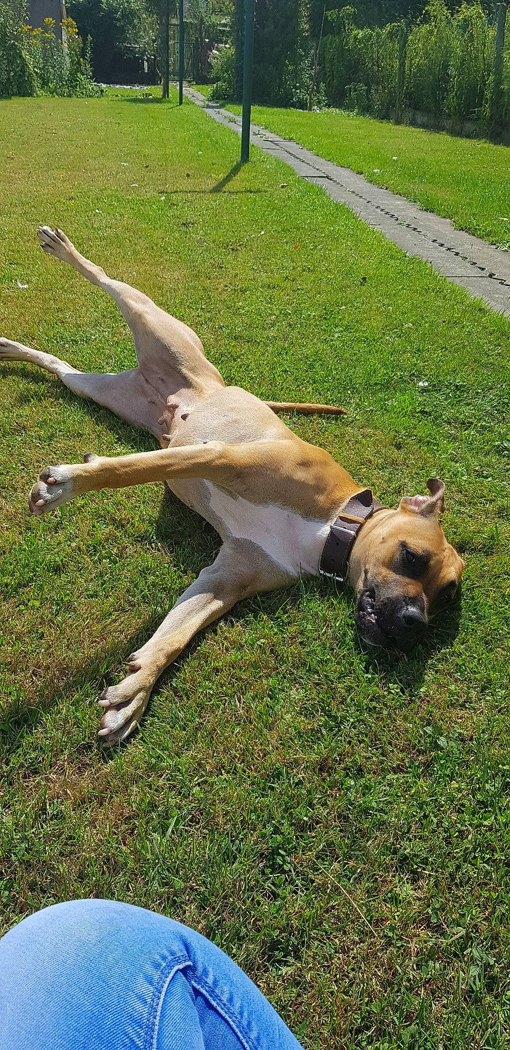 Roxane participe au concours pour gagner de l'argent avec cette photo : black_mouth_cur, boerboel, boxer, bullmastiff, canidae, carnivore, dog, dog_breed, english_mastiff, fawn, grass, great_dane, perro_de_presa_mallorquin, working_dog