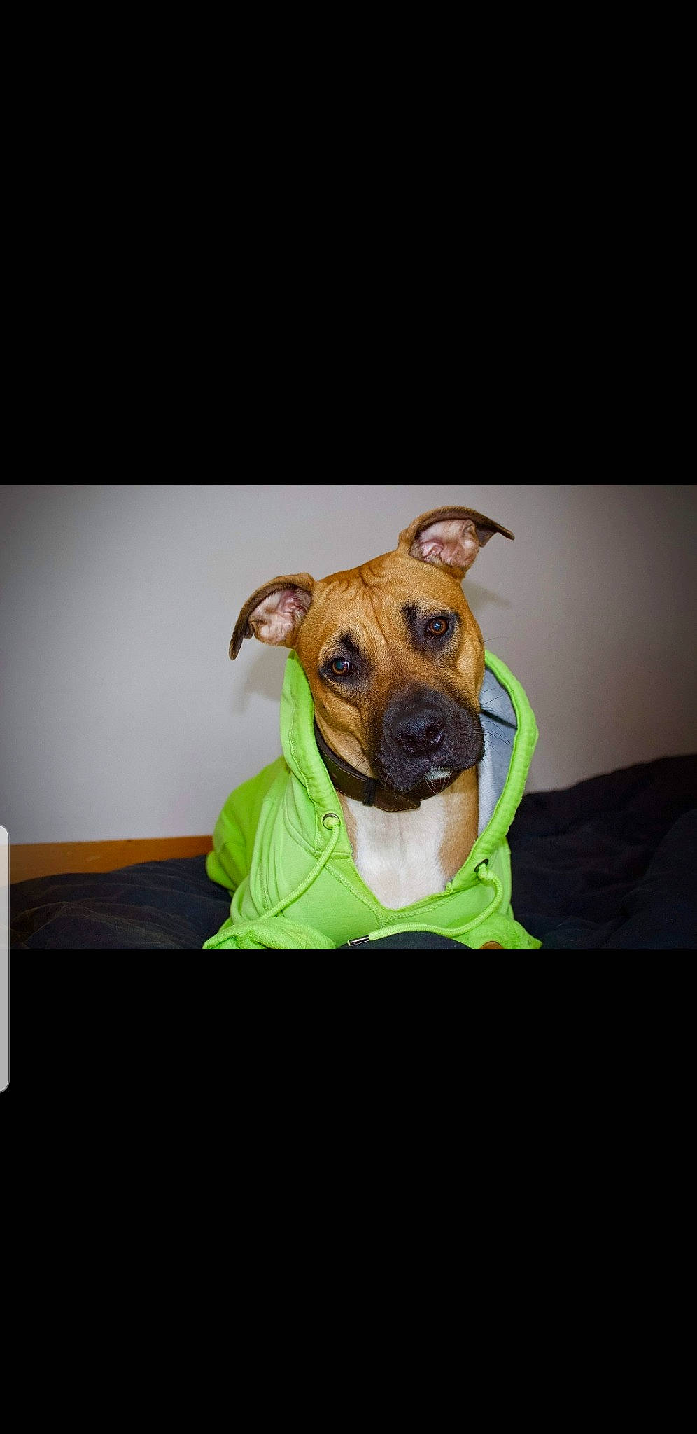 Roxane participe au concours pour gagner de l'argent avec cette photo : american_pit_bull_terrier, american_staffordshire_terrier, black_mouth_cur, canidae, carnivore, companion_dog, dog, dog_breed, fawn, mammal, molosser, non_sporting_group, puppy, rhodesian_ridgeback, snout, staffordshire_bull_terrier, vertebrate, whiskers