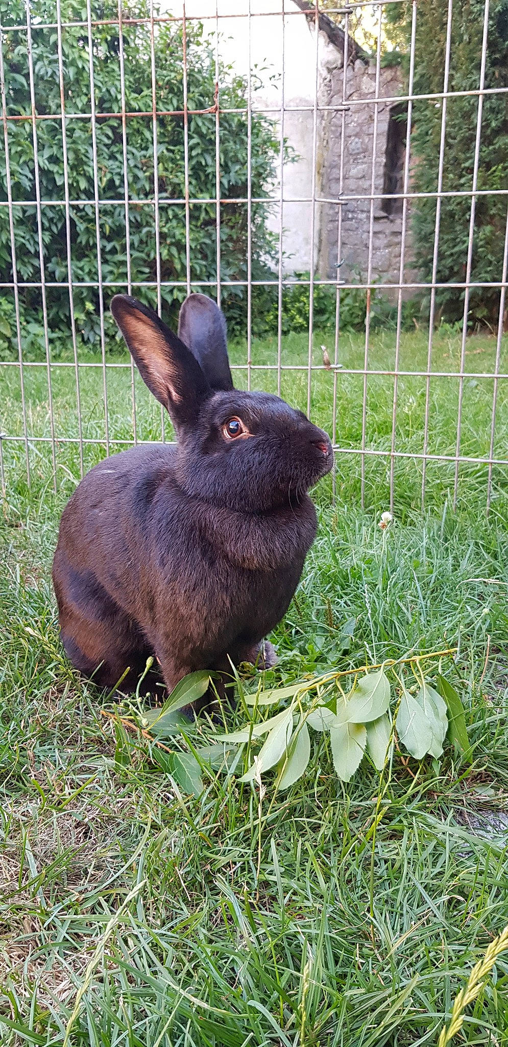 Speedy participe au concours pour gagner de l'argent avec cette photo : domestic_rabbit, grass, hare, organism, plant, rabbit, rabbits_and_hares, wildlife, wood_rabbit