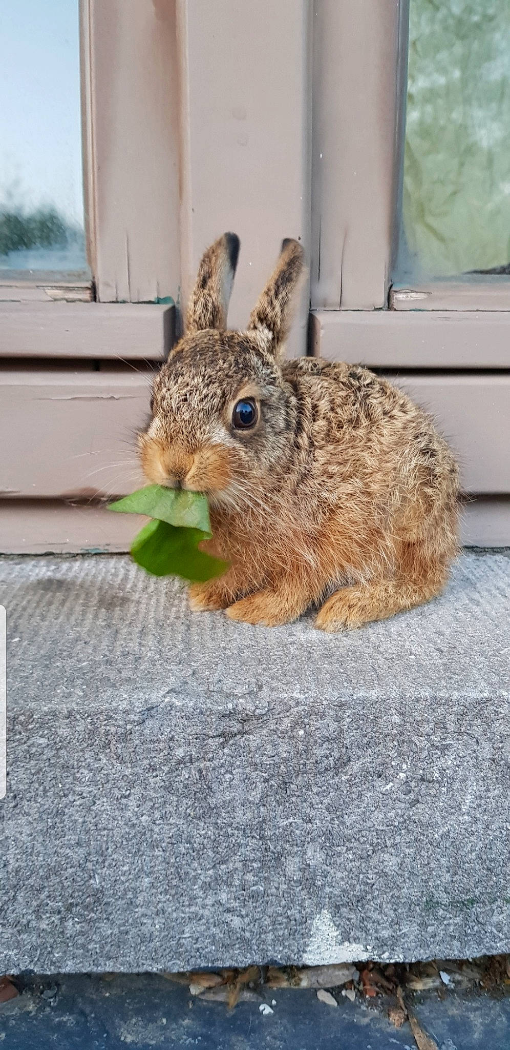 Pinpin a rejoint le concours — aidez-le/la à gagner de superbes lots ! audubons_cottontail, brown_hare, domestic_rabbit, eastern_cottontail, fawn, grass, hare, lower_keys_marsh_rabbit, mammal, mountain_cottontail, organism, rabbit, rabbits_and_hares, snout, snowshoe_hare, tail, whiskers, wildlife, wood_rabbit